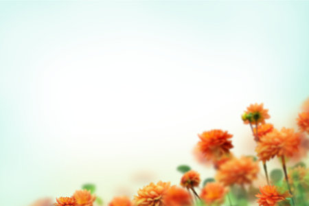 Orange chrysanthemum flowers with soft focus and bokehの写真素材