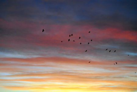 Flock of birds in the sky at sunset. Nature composition.
