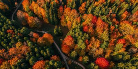 Aerial view of the road in the autumn forest with colorful trees.の写真素材