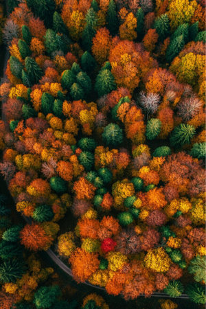 Aerial view of autumn forest with colorful trees. Top view.の写真素材