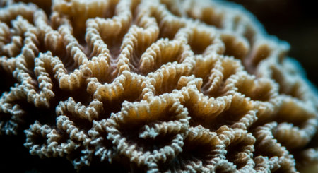 Close up of a beautiful coral in Bohol sea, Phlippines Islandsの写真素材