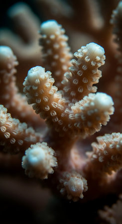 Close-up of a soft coral in the Red Sea, Egypt