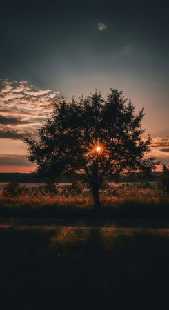 Lonely tree in a field at sunset. Beautiful summer landscape.の写真素材