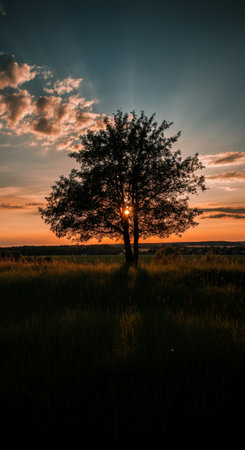 Tree in the field at sunset. Beautiful summer landscape with a tree.の写真素材