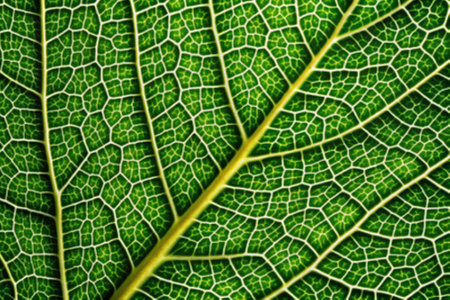 Green leaf macro close up. Natural background for graphic design or wallpaper.の写真素材