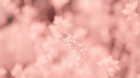 pink flower in soft color and blur style for background - Vintage Filterの写真素材