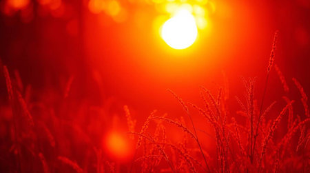 Sunset in the field of grass. Selective focus. Shallow depth of fieldの写真素材