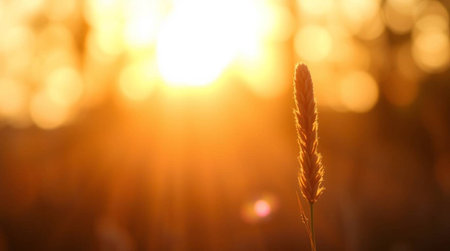 Sunset on the wheat field, soft focus and bokehの写真素材