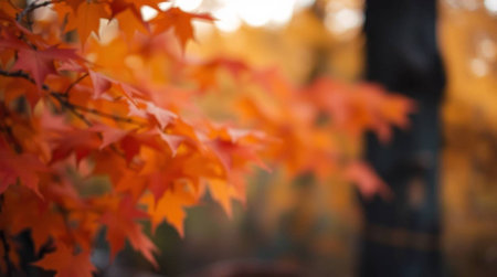 Blurred background of maple leaves with bokeh effect in autumn