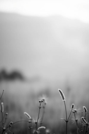 Grass flower in the morning with fog background, black and white