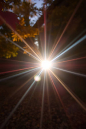 Abstract background with sunbeams and lens flare in the autumn forestの写真素材