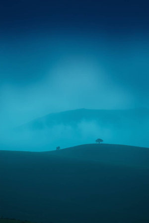 Lonely tree in the middle of a foggy mountain.の写真素材