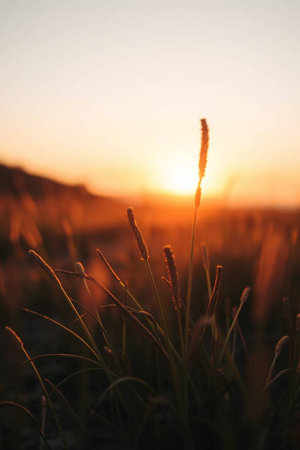 Grass flower in the field with sunset background, soft focus.の写真素材