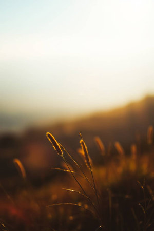 Grass meadow at sunset. Beautiful nature background. Selective focus.の写真素材