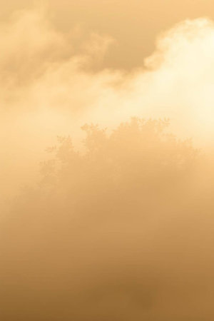 Foggy morning in the forest. Nature background. Toned.の写真素材