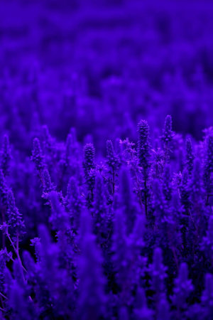 Lavender flowers in a lavender field in the evening.の写真素材