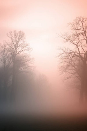 Foggy morning in the forest with bare tree silhouettes.