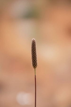 Close up of a grass flower on blurred background, shallow depth of fieldの写真素材