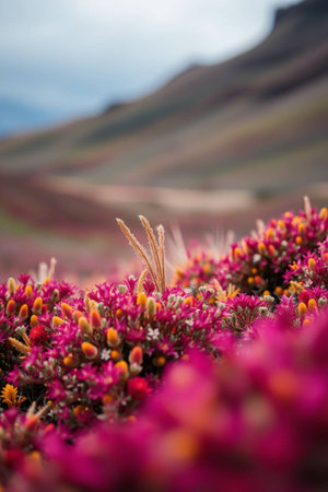 Meadow with pink flowers in the mountains of Peru, South Americaの写真素材