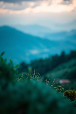 Mountain view at Doi Pha Tang in Chiangrai province, Thailand.の写真素材