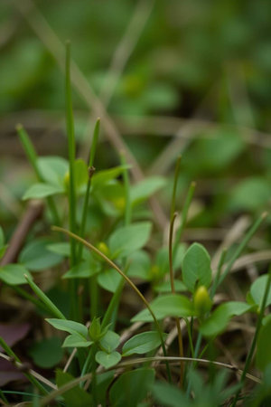 green grass in the forest, macro photo with shallow depth of fieldの写真素材