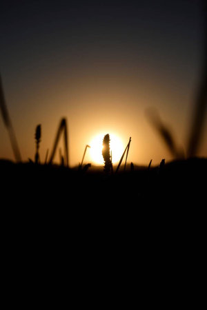 silhouette of wheat ears at sunset. Shallow depth of fieldの写真素材