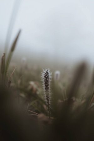 Close up of grass flower in meadow with foggy background.の写真素材