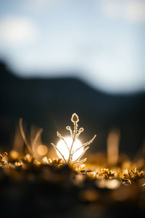 Moss on the mountain at sunset. Shallow depth of fieldの写真素材