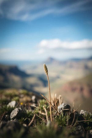 Gran Canaria, Caldera de Taburiente, wild vegetationの写真素材