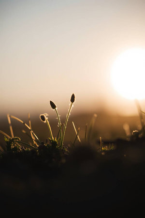Grass on the meadow at sunset. Shallow depth of field.