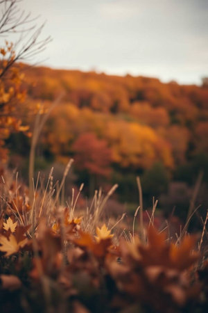 Autumn landscape with colorful trees in the forest. Selective focus.の写真素材