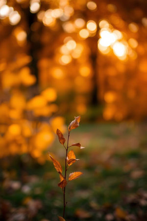 Autumn leaves in the forest, soft focus, bokehの写真素材