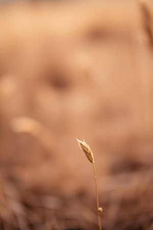 Close up of a dry grass in the field, shallow depth of field