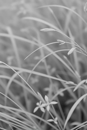 Close up of grass in the garden. Monochrome tone.の写真素材