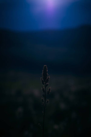 Beautiful grass in the meadow at sunset. Selective focus.の写真素材
