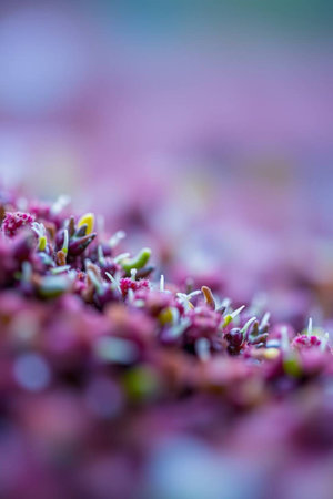 Microgreens in the garden. Macro shot. Selective focus.の写真素材