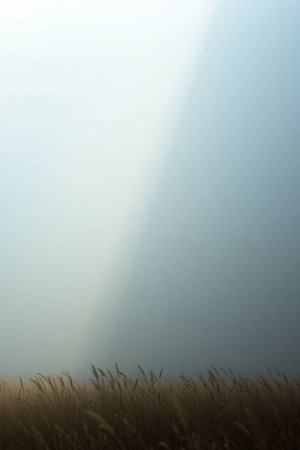 Grass in a foggy meadow with sunbeams shining through the cloudsの写真素材