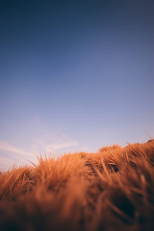 Grassland with blue sky background. Nature background with copy space.の写真素材