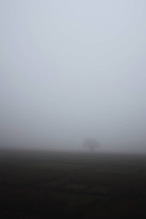 Landscape with a lonely tree in the middle of a foggy fieldの写真素材