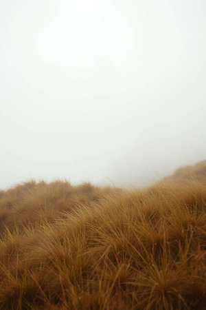 Dry grass on the top of the mountain in the fog.の写真素材