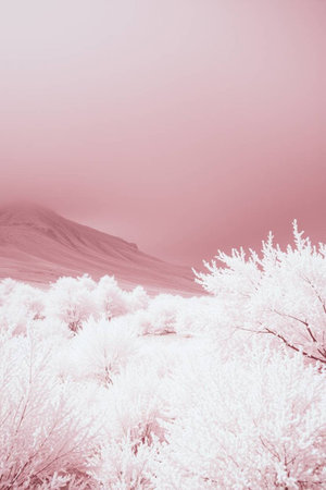 Beautiful winter landscape in south korea Daegwallyeong\\"\"\""の写真素材