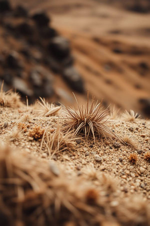 Cactus in the desert of Lanzarote, Canary Islands, Spainの写真素材