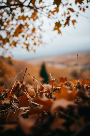 Autumn landscape with yellow leaves on the background of the autumn forestの写真素材