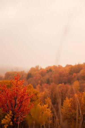 Autumn landscape with yellow trees and foggy sky in the countryside