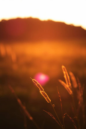 Grass flower in the morning at sunset, soft focus background.の写真素材
