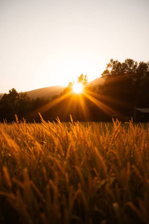 Sunset over a wheat field with trees and mountains in the backgroundの写真素材