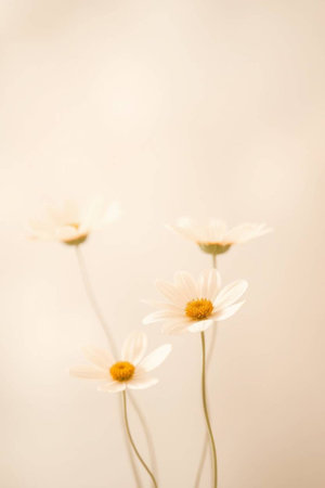 White daisies on a pastel colored background. Toned.の写真素材