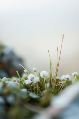 Little white flowers in the garden. Shallow depth of field.