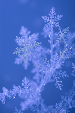 Snowflakes on a blue background, macro photo of snowflakesの写真素材