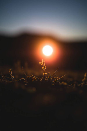 Sunset in the mountains. Silhouette of a small plant.